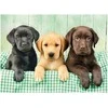 Clementoni dėlionė „Three Labs“ 1000 detalių