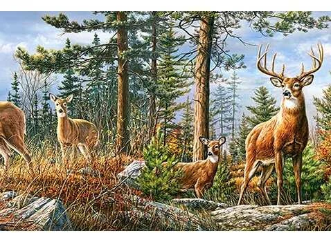 Castorland Dėlionė 4000 vnt. - Elnių šeima