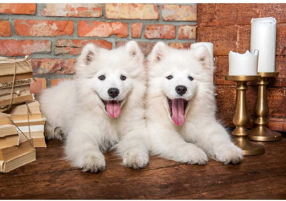 Dėlionė Castorland siūlo samojedų šuniukus „Say Hello“.