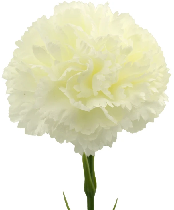 Baltas dirbtinis gvazdiko žiedas ant koto, 58 cm
