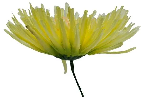 Dirbtinė gėlė astro žiedas - Oranžinė