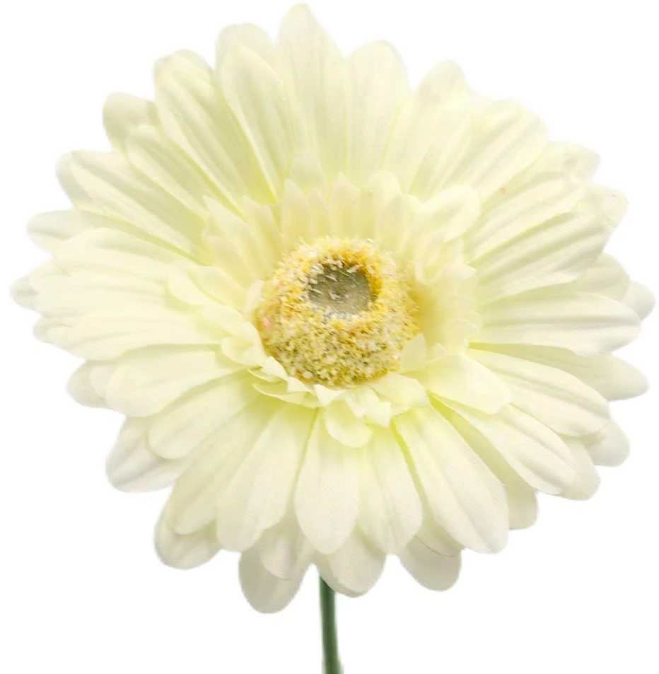 Dirbtinė gėlė gerbera, 42 cm - Balta