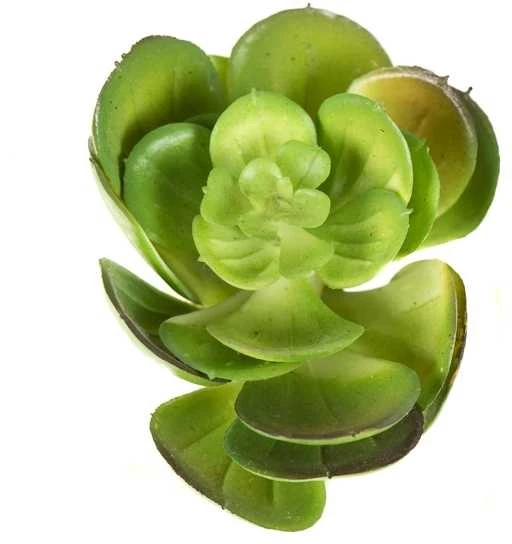 Dirbtinis sukulentas "Kopūstas"