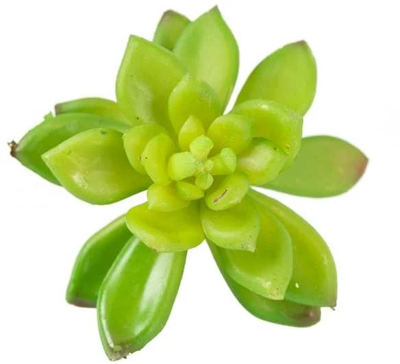 Dirbtinis sukulentas "Lotosas"