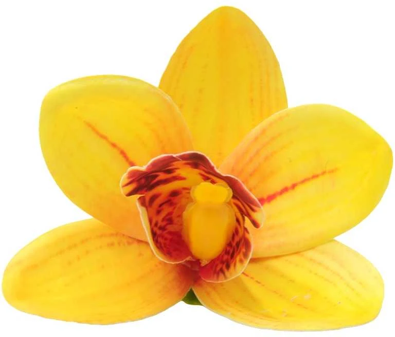 Geltonas lateksinis orchidėjos žiedas