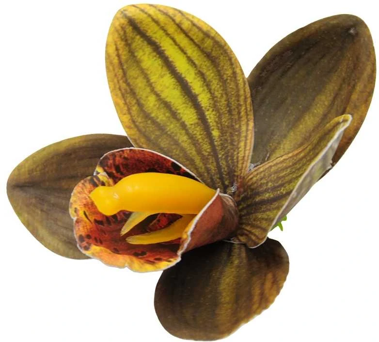Tamsiai žalias lateksinis orchidėjos žiedas