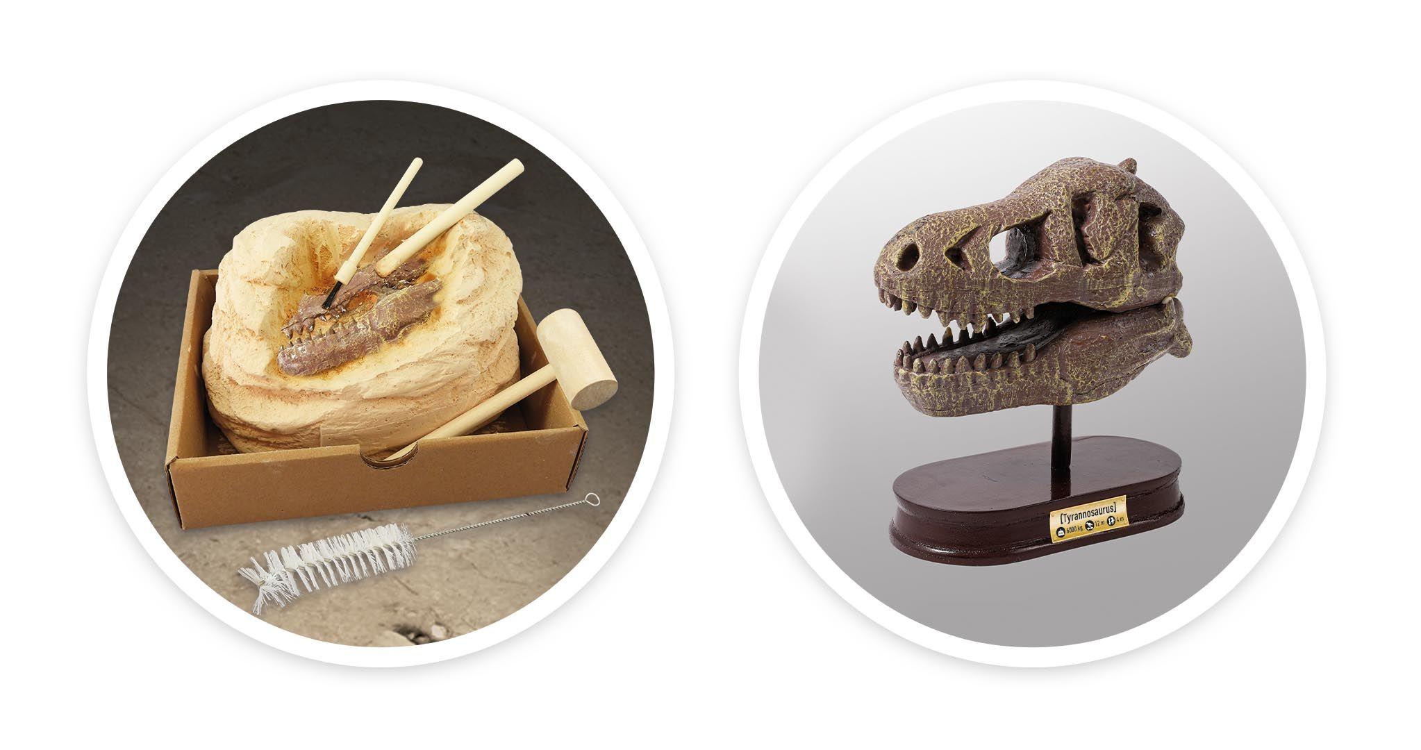 Buki France Dinozauro kaukolė - Tyrannosaurus, Buki
