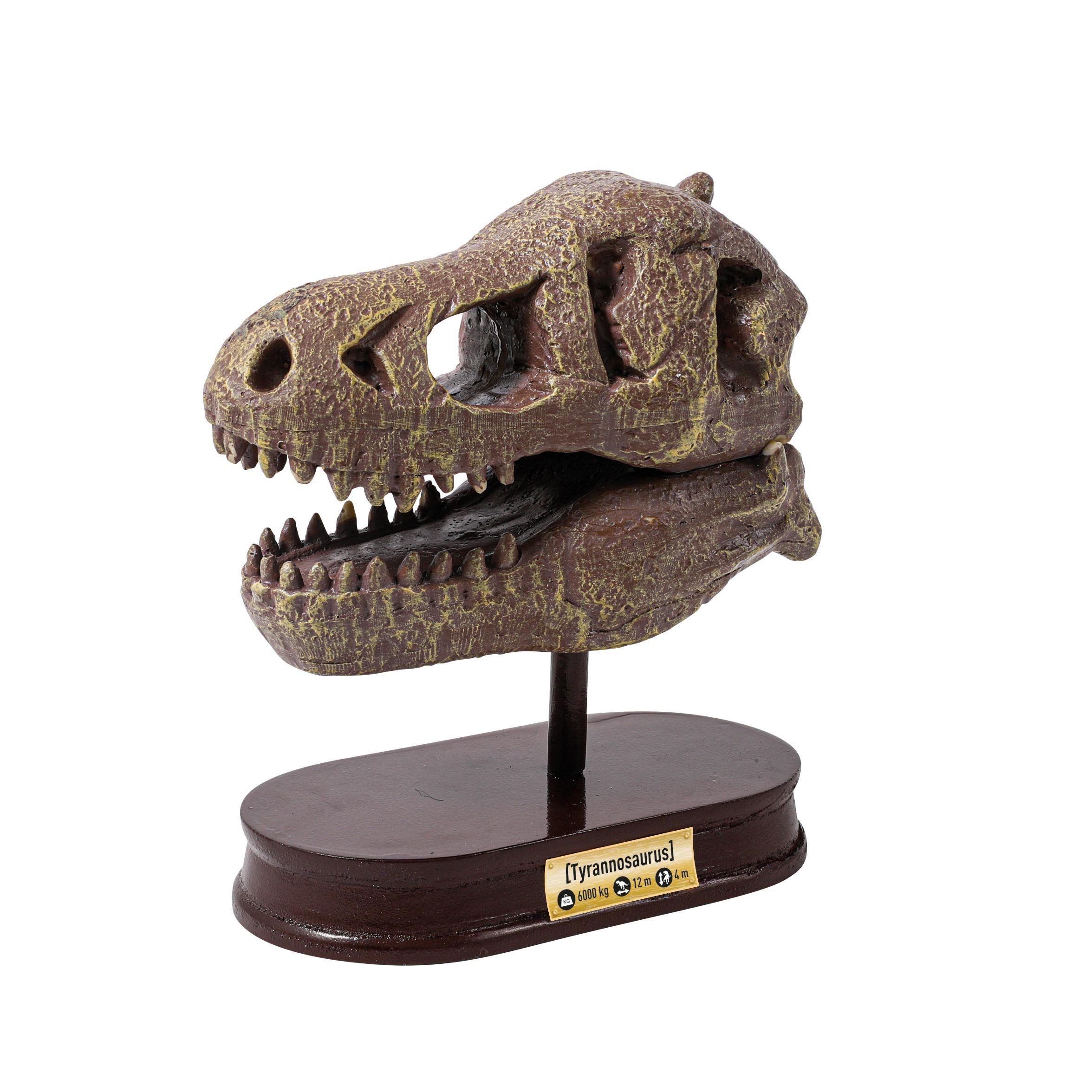 Buki France Dinozauro kaukolė - Tyrannosaurus, Buki