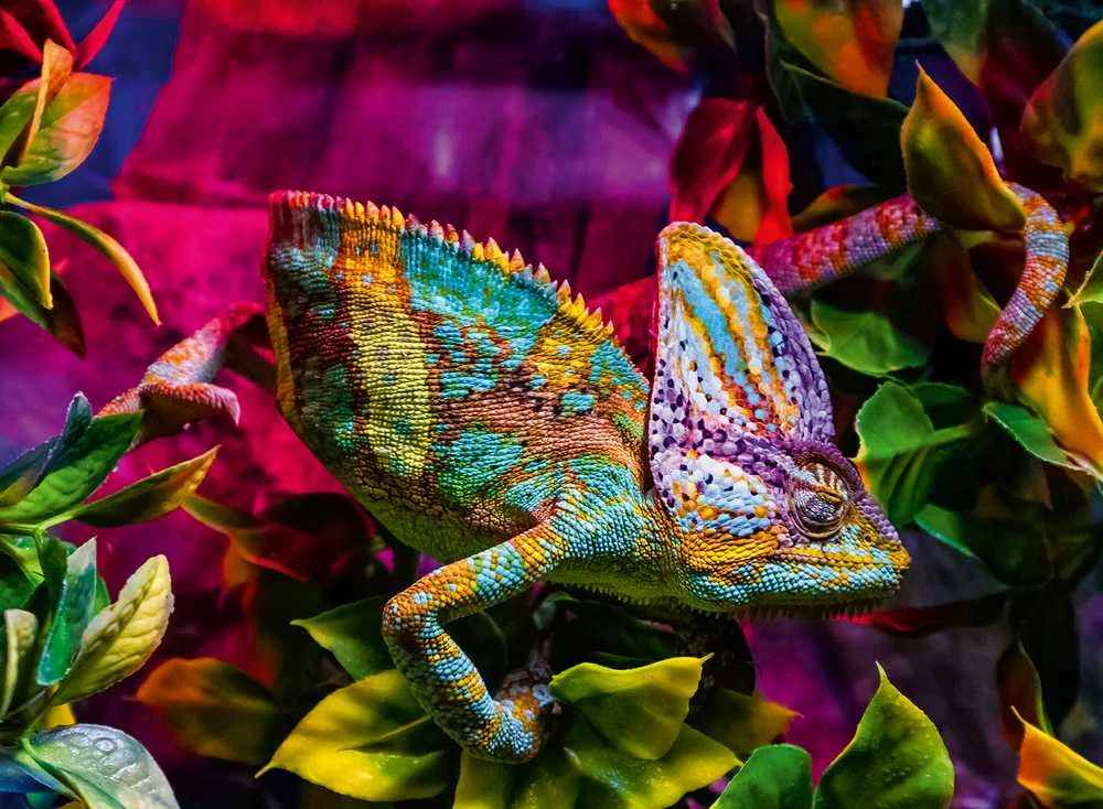 Ravensburger Dėlionė 500 vnt. - Chameleonas aprašymas - Prekės nuotrauka