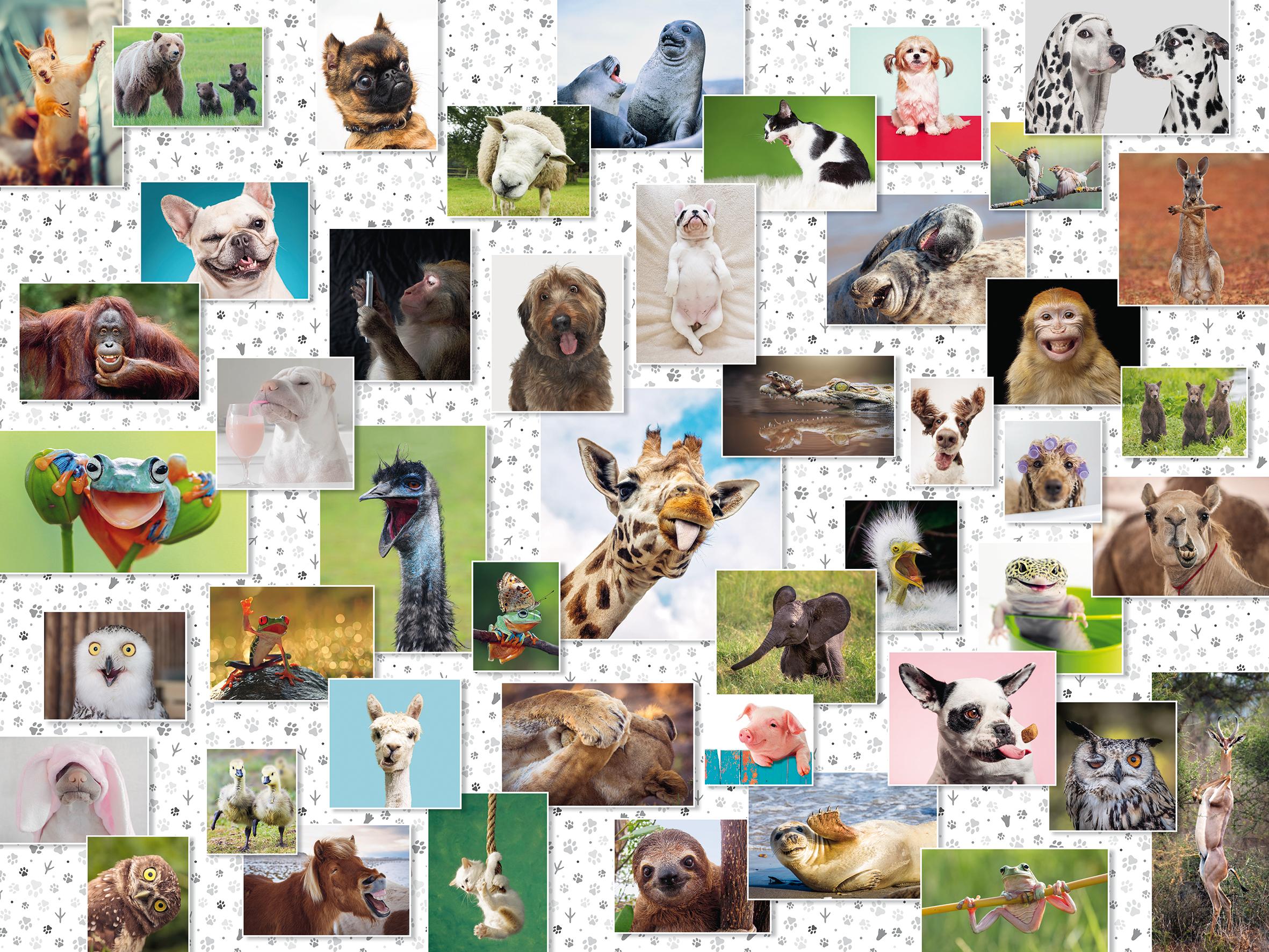 Ravensburger Dėlionė 1500 vnt. - Juokingi gyvūnai aprašymas - Prekės nuotrauka