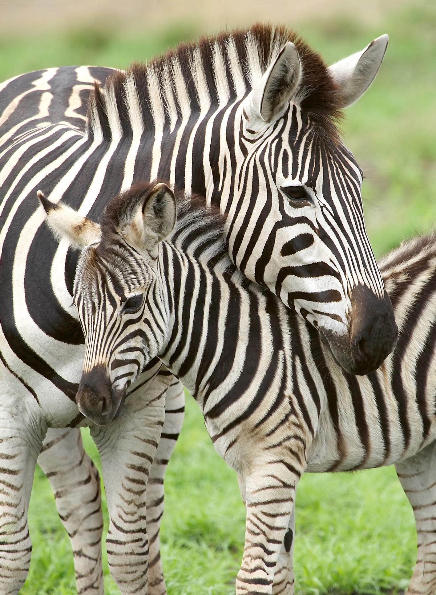 Ravensburger Dėlionė 300 vnt. - Zebrai aprašymas - Prekės nuotrauka