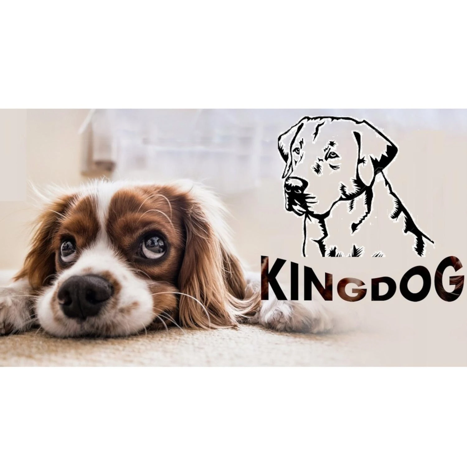 Aio Factory KingDog XL dydžio tamsiai pilkas guolis su dviem pagalvėlėmis