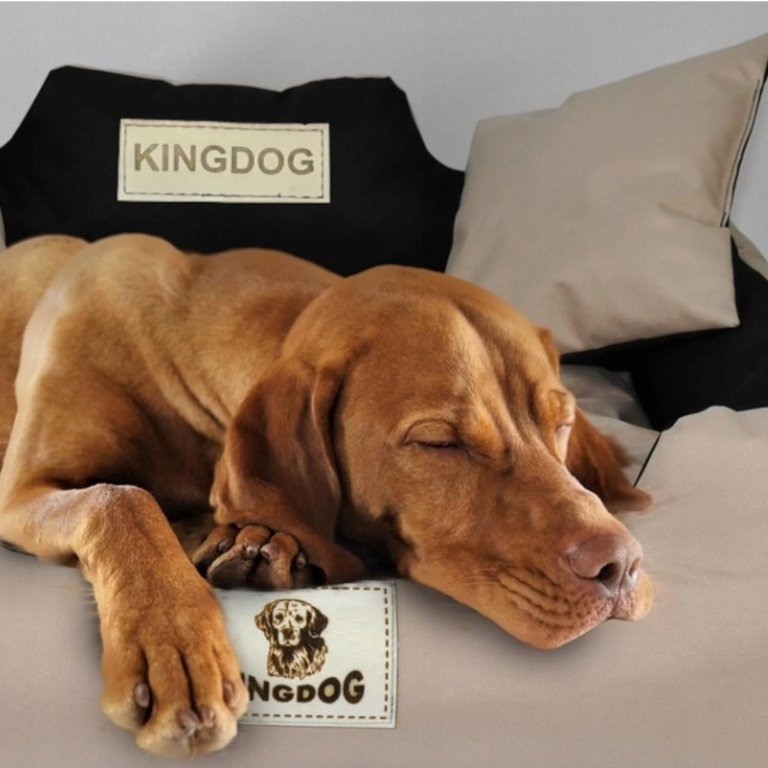Aio Factory KingDog XL dydžio tamsiai pilkas guolis su dviem pagalvėlėmis