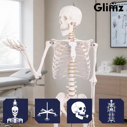 Dantų šepetėlis Szkielet człowieka- 170cm Glimz