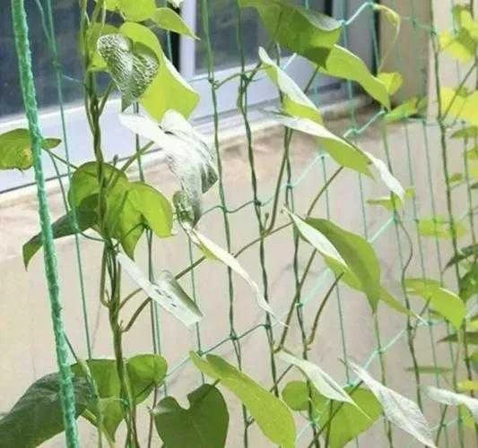 Tinklas vijokliniams augalams 2x20m Gardlov 23980