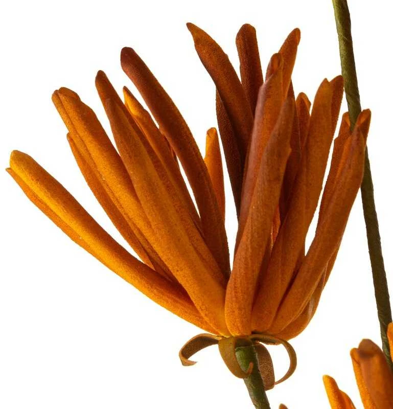 Eurofirany KW/FLORE/779/POM POMA