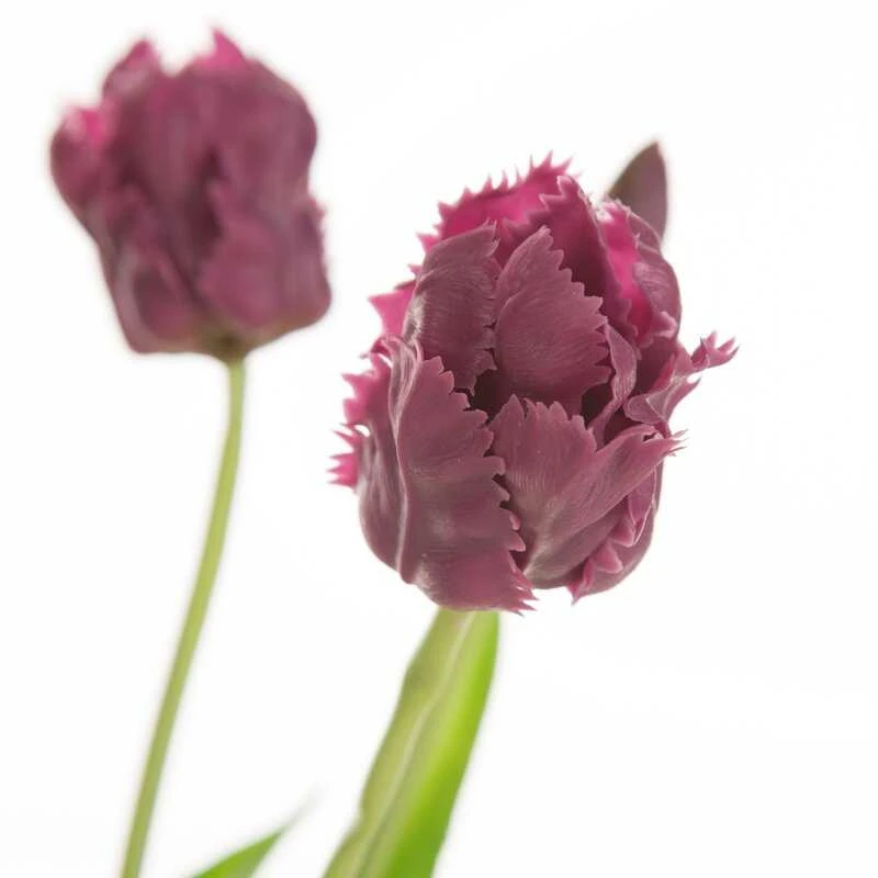 Dirbtinės tamsiai violetinės tulpės
