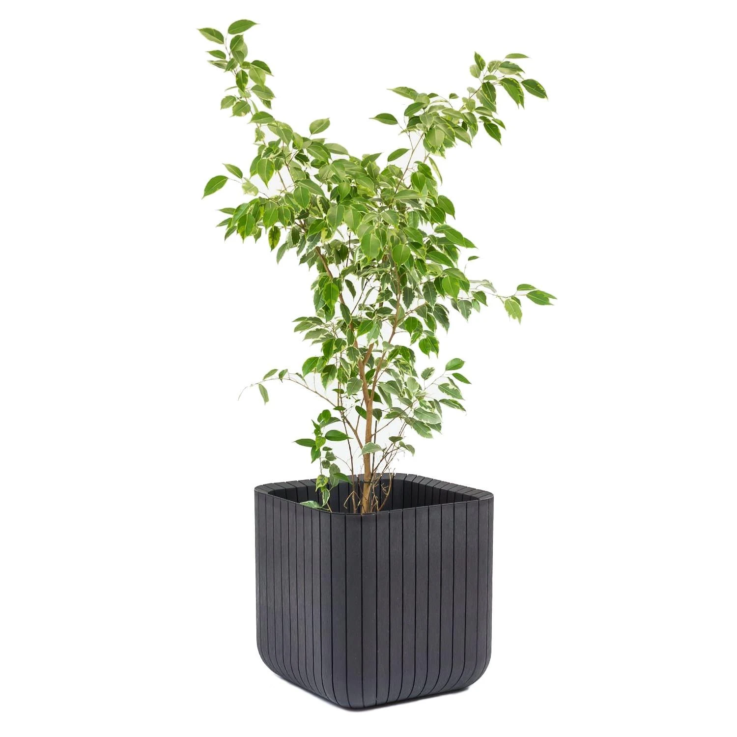 Keter vazonas Cube Planter, 21,5 l, grafito