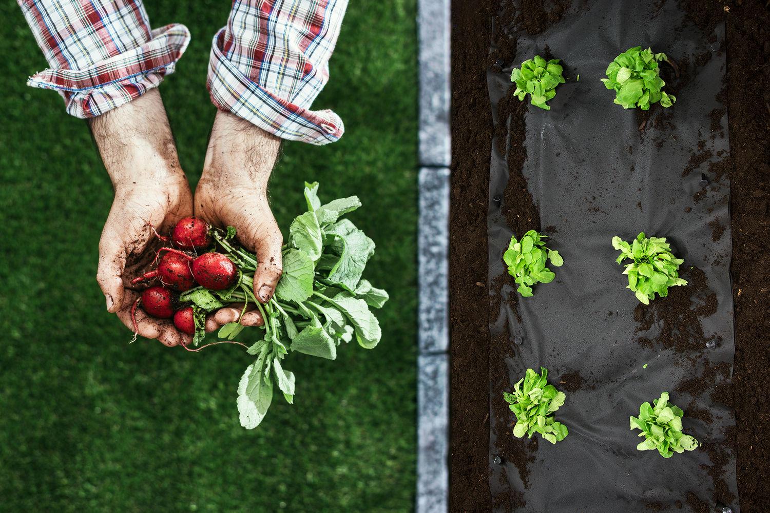 Sodo agrotekstilė 1,6 m x 50 m + 100 Plonos kaiščių