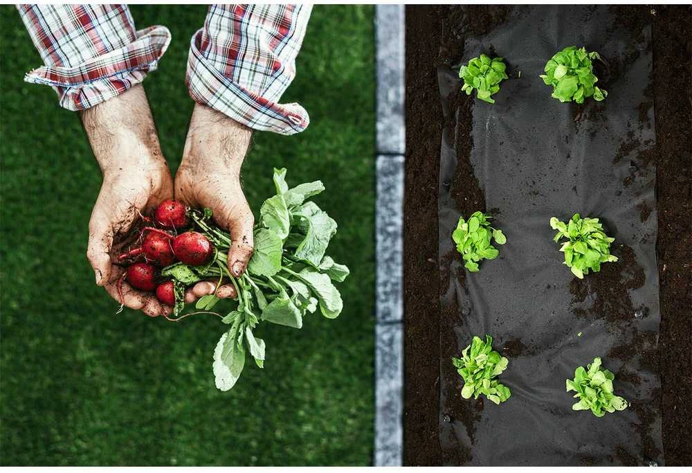 Sodo agrotekstilė 1,6 m x 100 m 90 g/m2 + 100 „Plonos“ smeigtukų - juoda