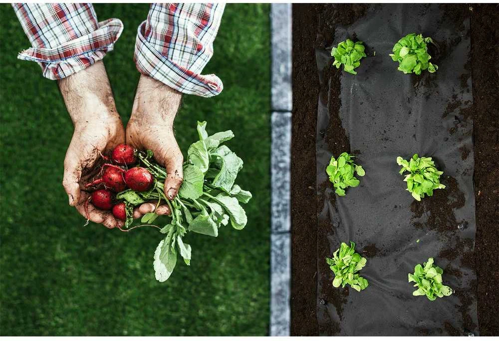 Sodo agrotekstilė 1,6 m x 50 m 70 g/m2 + 50 „Plonos“ kaiščių - juoda