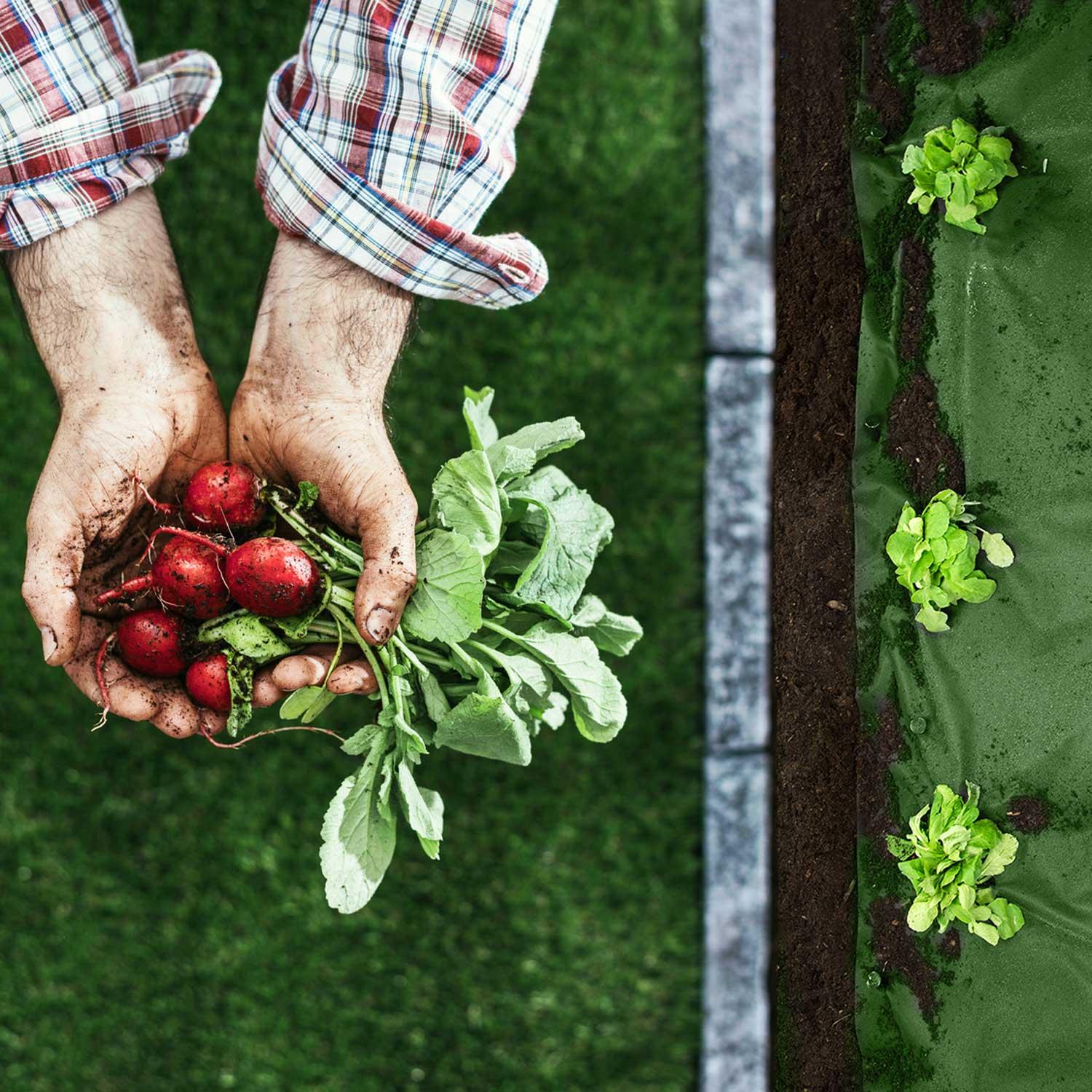 Sodo agrotekstilė 1,6 m x 50 m + 100 „Plonos“ kaiščių - žalia
