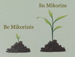 Bio-Organinės trąšos uogoms su Mikorize ir Neem'u, 1.75kg aprašymas - Prekės nuotrauka