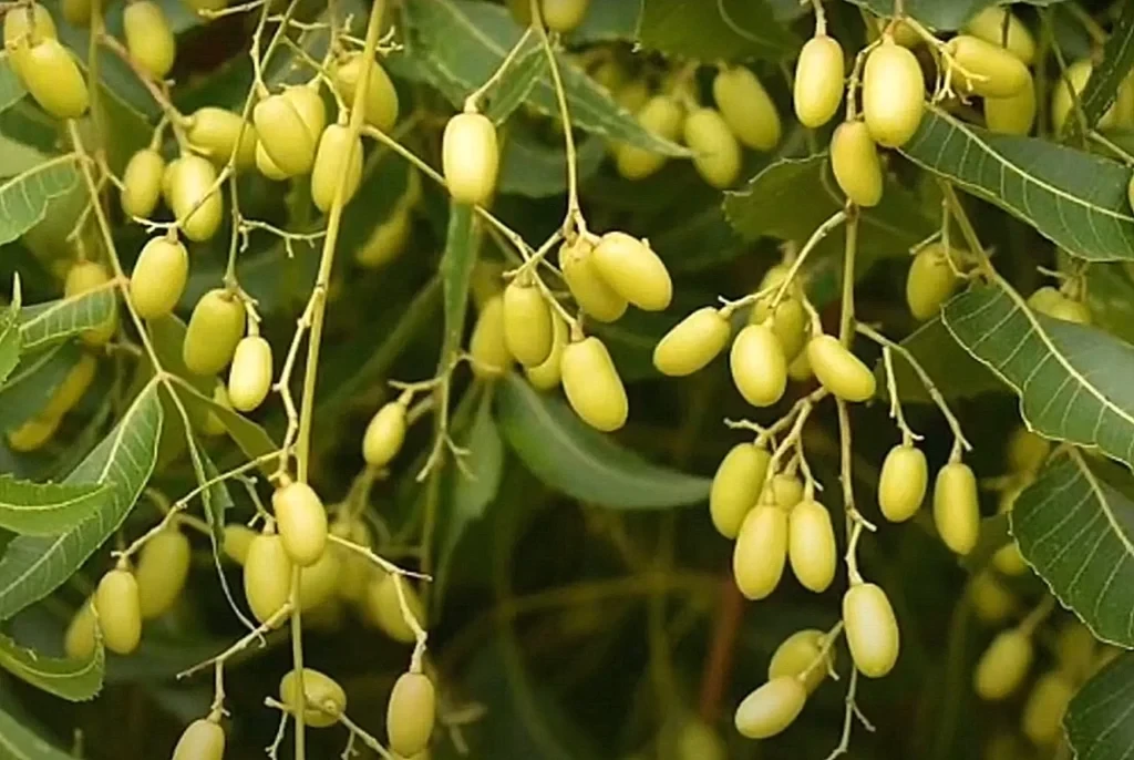 Neem aliejaus purškiklis, 250 ml aprašymas - Prekės nuotrauka