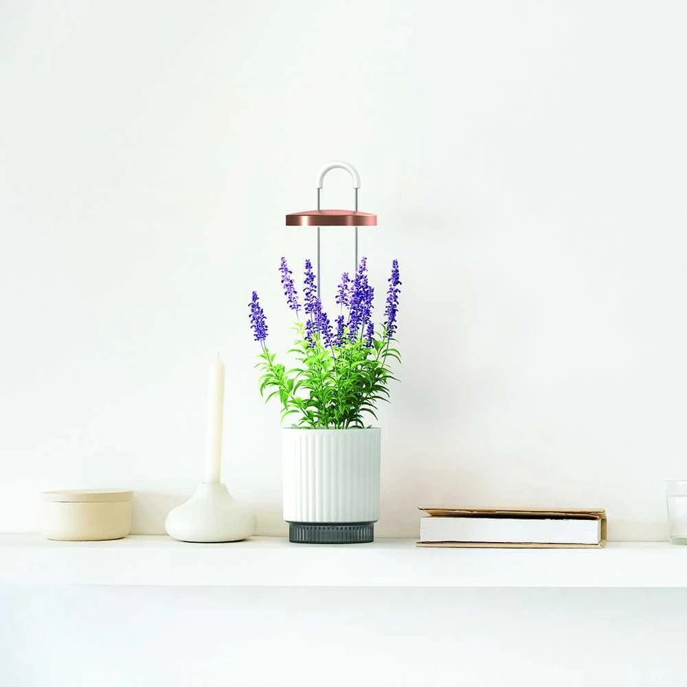 „Click Grow“ „Click and Grow“ – „HydroVase“ – balta