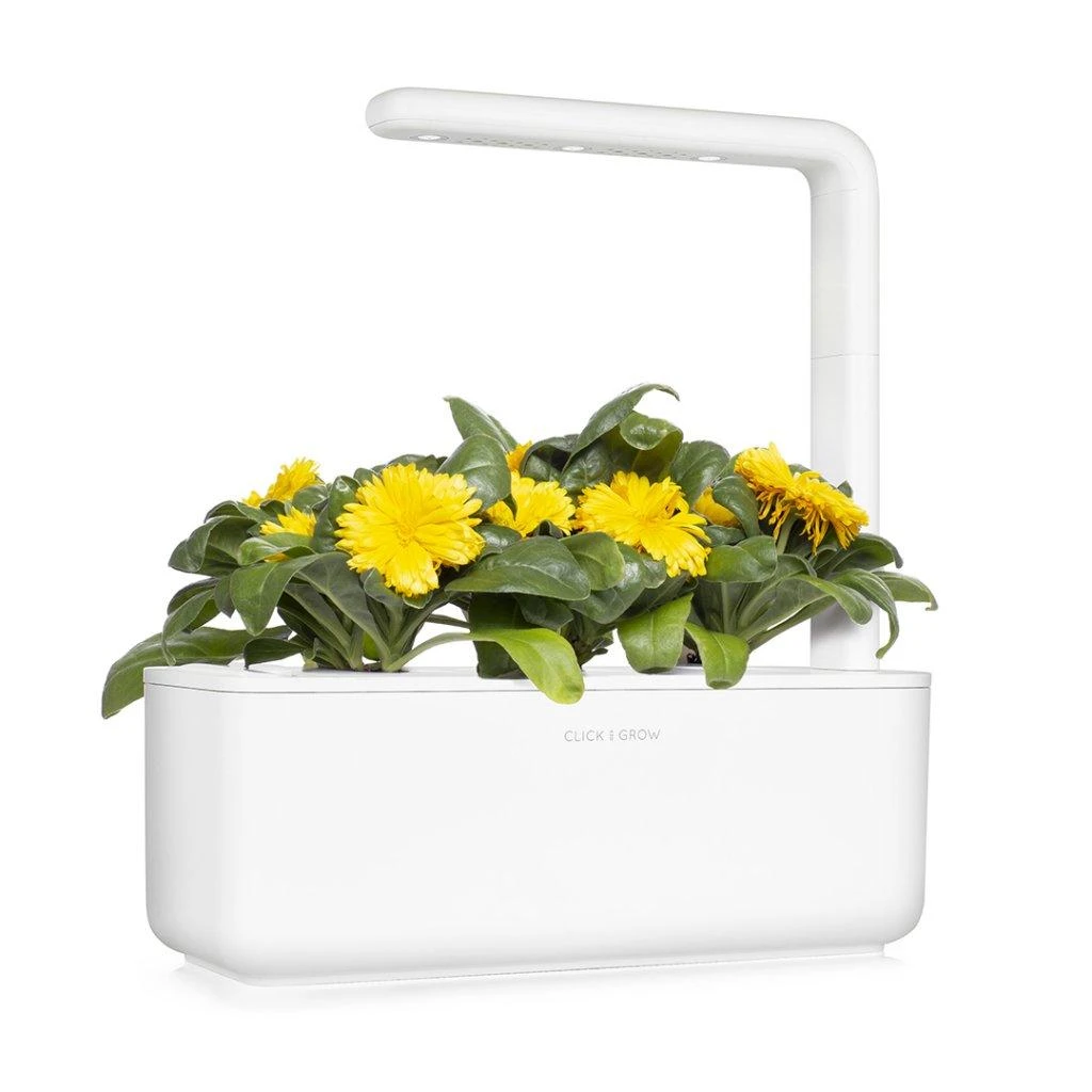 Click & Grow sėklos išmaniajam vazonui - Medetkos, 3vnt.