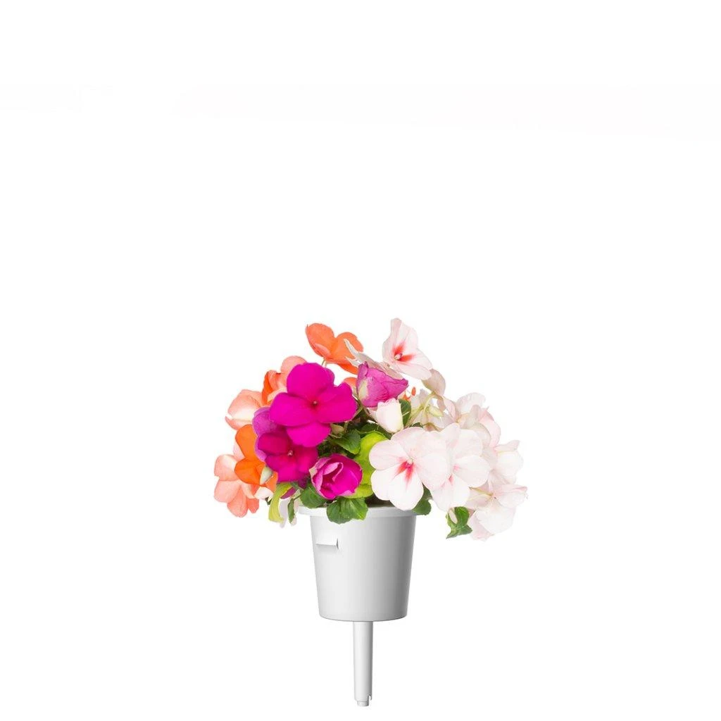 Click and Grow Smart Home 3 vnt. papildymas - sprigių sėklos (Busy Lizzie)