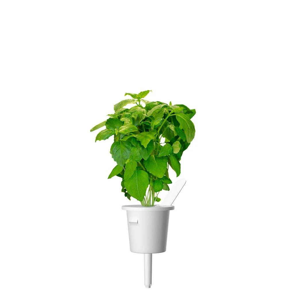 Click and Grow 3 vnt. papildymas - bazilikų sėklos (Cinnamon Basil)
