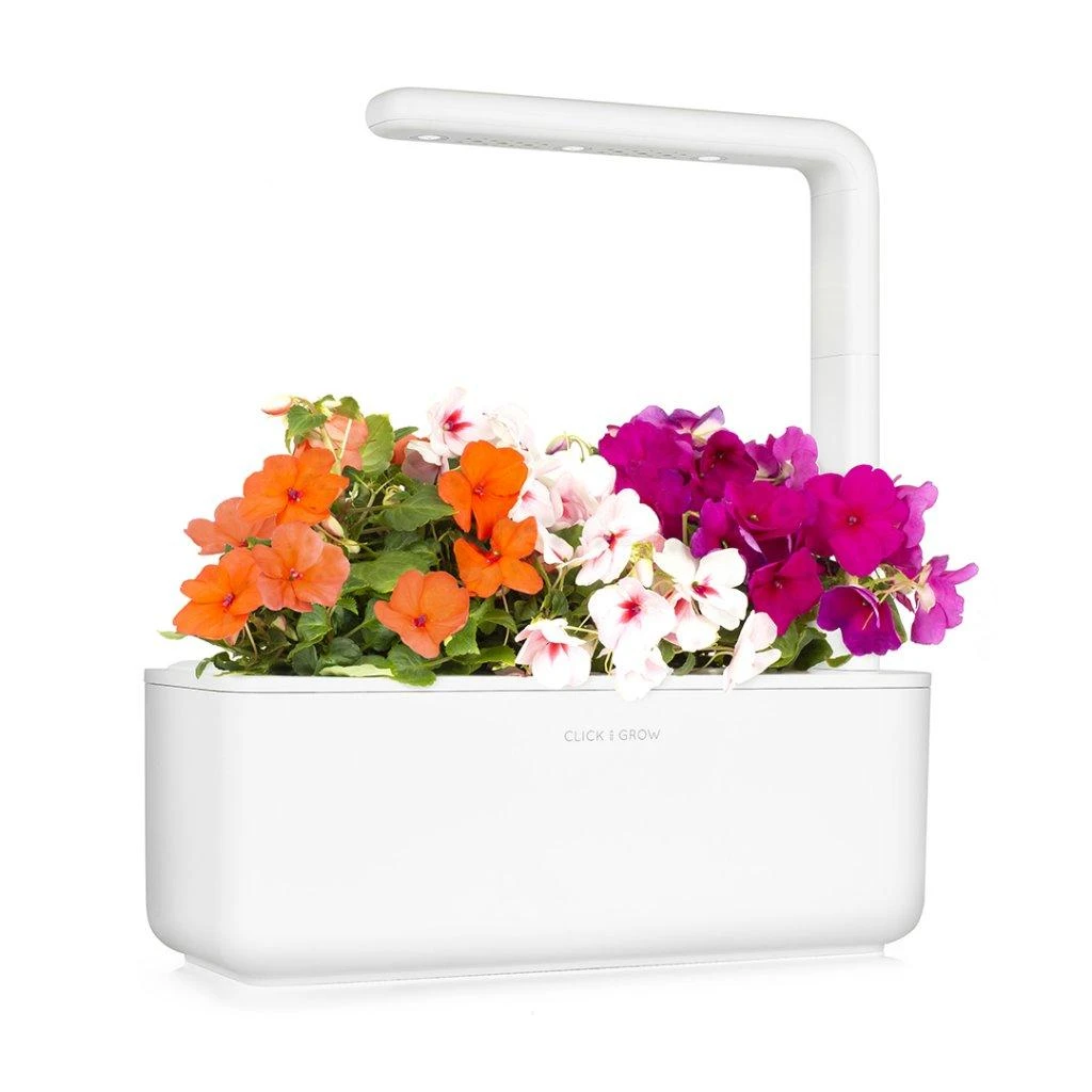 Click and Grow Smart Home 3 vnt. papildymas - sprigių sėklos (Busy Lizzie)