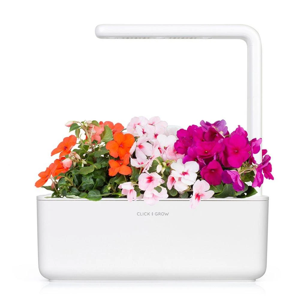 Click and Grow Smart Home 3 vnt. papildymas - sprigių sėklos (Busy Lizzie)