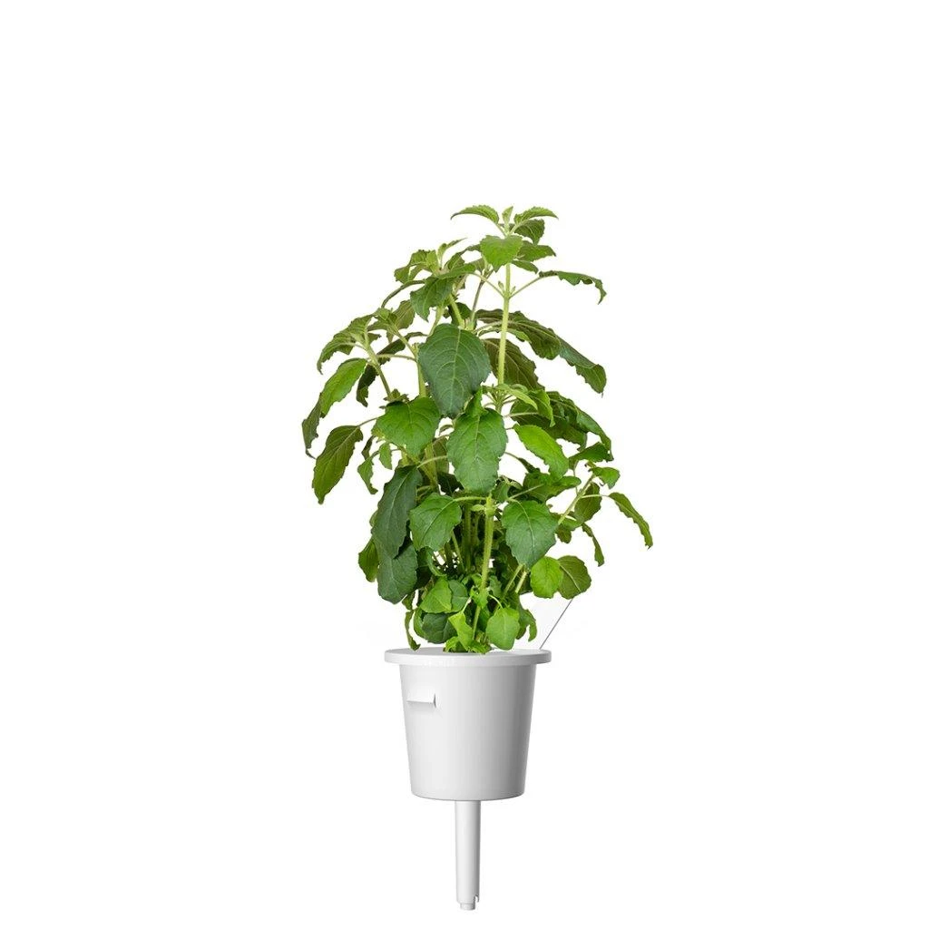 Click & Grow sėklos išmaniajam vazonui - Bazilikas (Holy Basil) 3vnt.