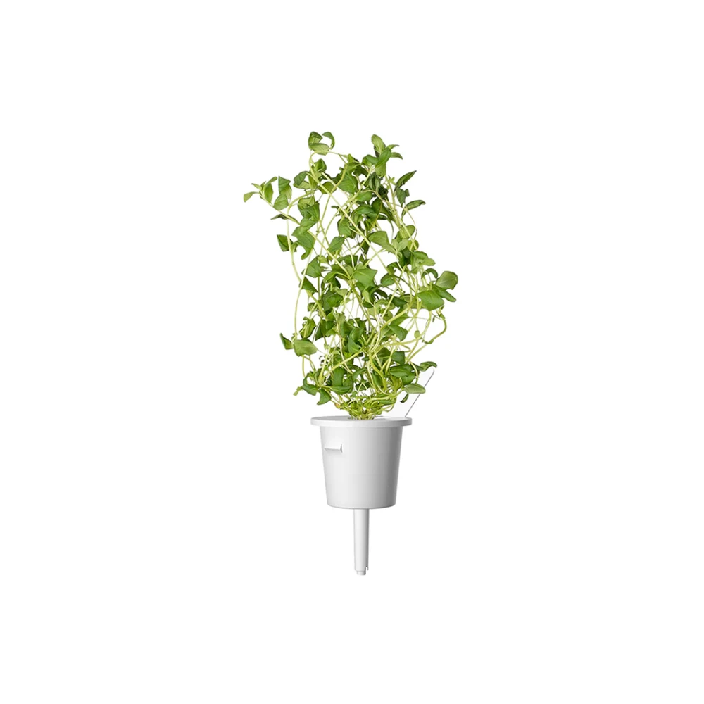 Click & Grow sėklos išmaniajam vazonui - Mairūnas, 3vnt.