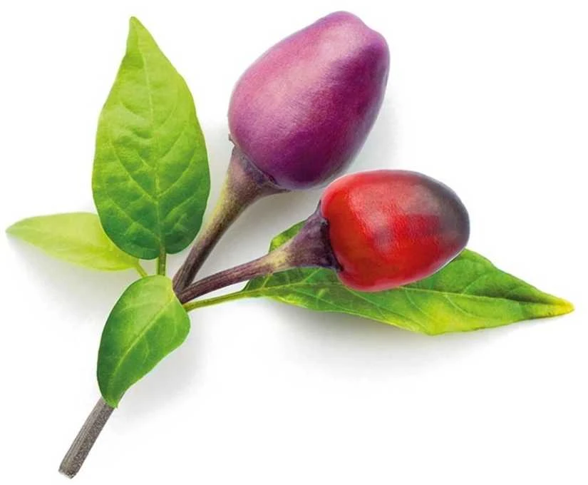 „Click And Grow“ augalų ankštys „Click & Grow“, 9 vnt. pakuotė – Violetinė čili pipirų spalva – alyvinė