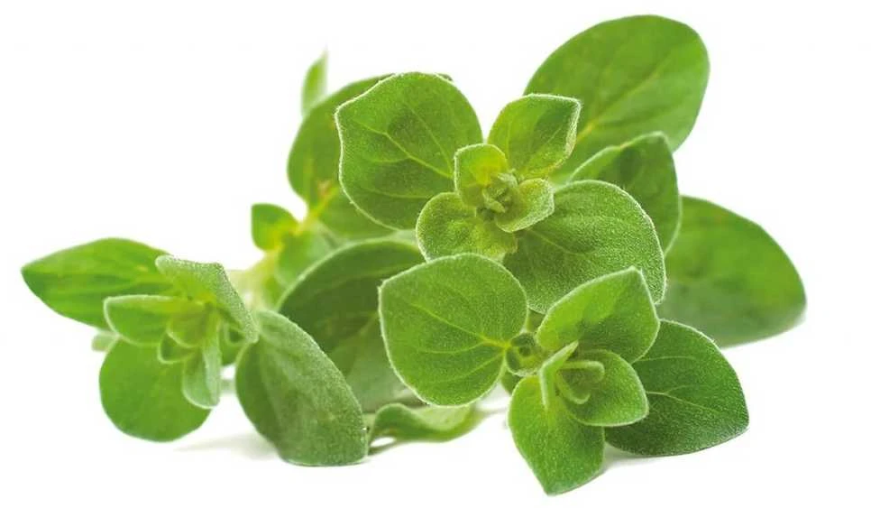 „Click & Grow“ augalų ankštys, itališkų žolelių mišinys, 9 vnt.