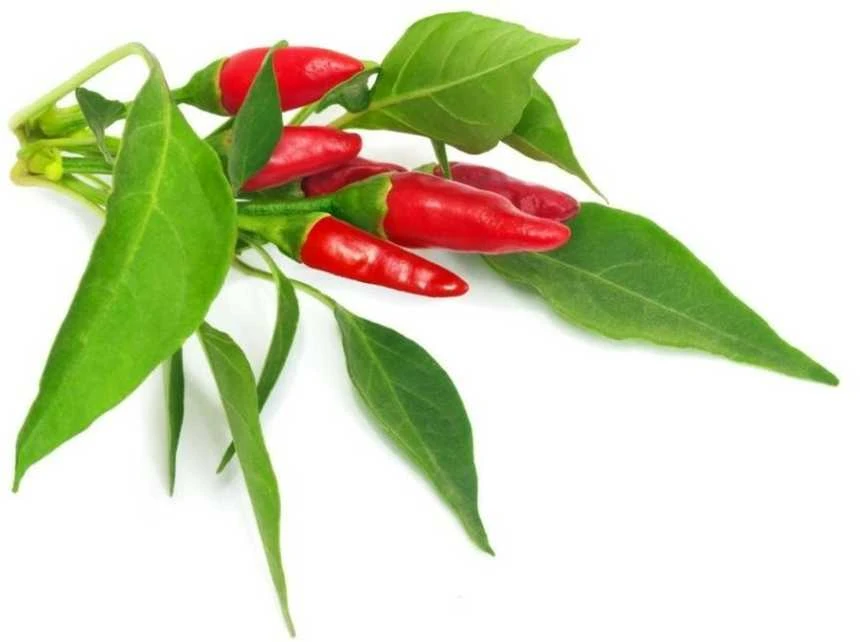 Click & Grow sėklos išmaniajam vazonui - Piri Piri čili pipirai (SGR67X3) 3vnt.