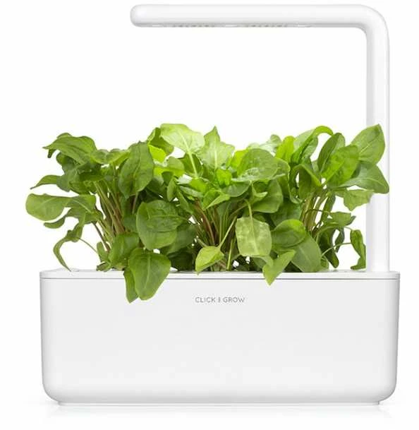 Click & Grow sėklos išmaniajam vazonui - Valgomoji rūgštynė (SGR55x3) 3vnt.