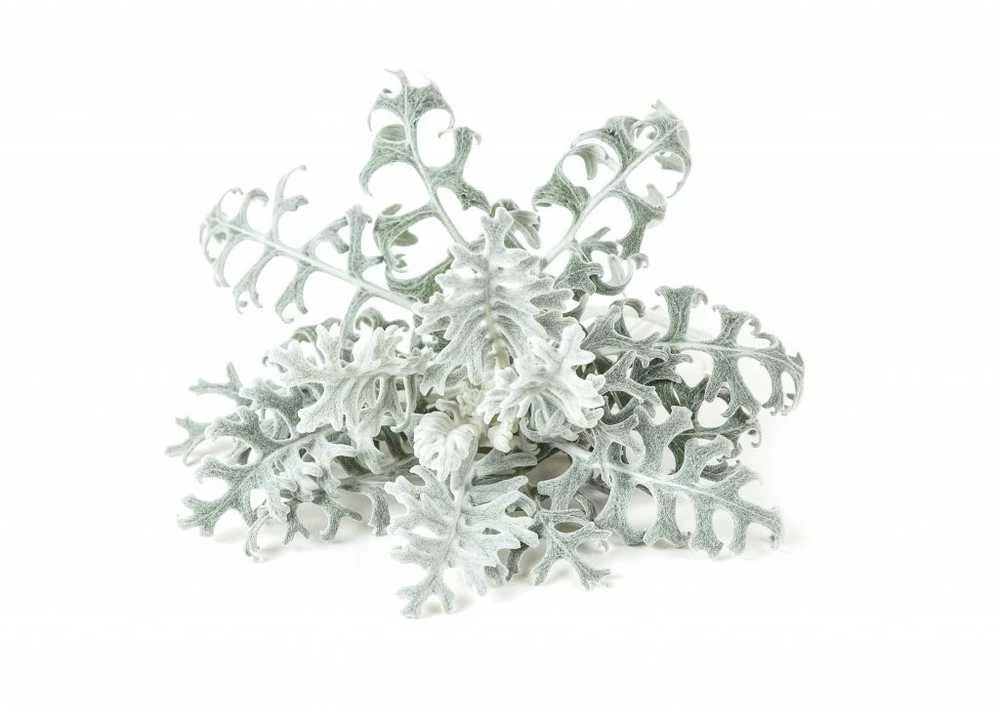 Click & Grow sėklos išmaniajam vazonui - Pilkšvalapė žilė (Dusty Miller), 3 vnt.