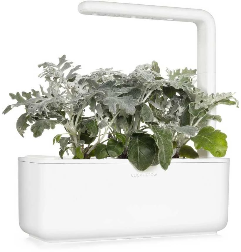 Click & Grow sėklos išmaniajam vazonui - Pilkšvalapė žilė (Dusty Miller), 3 vnt.