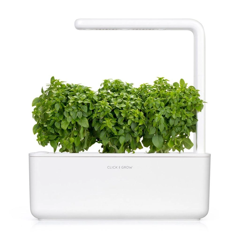 Click and Grow 3 vnt. papildymas - nykštukinio baziliko sėklos (Dwarf basil)