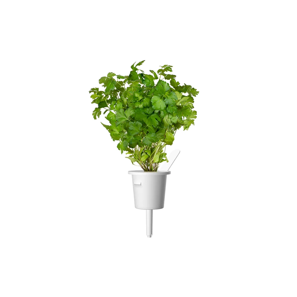 Click and Grow Smart Garden 3 vnt. papildymas - petražolių sėklos