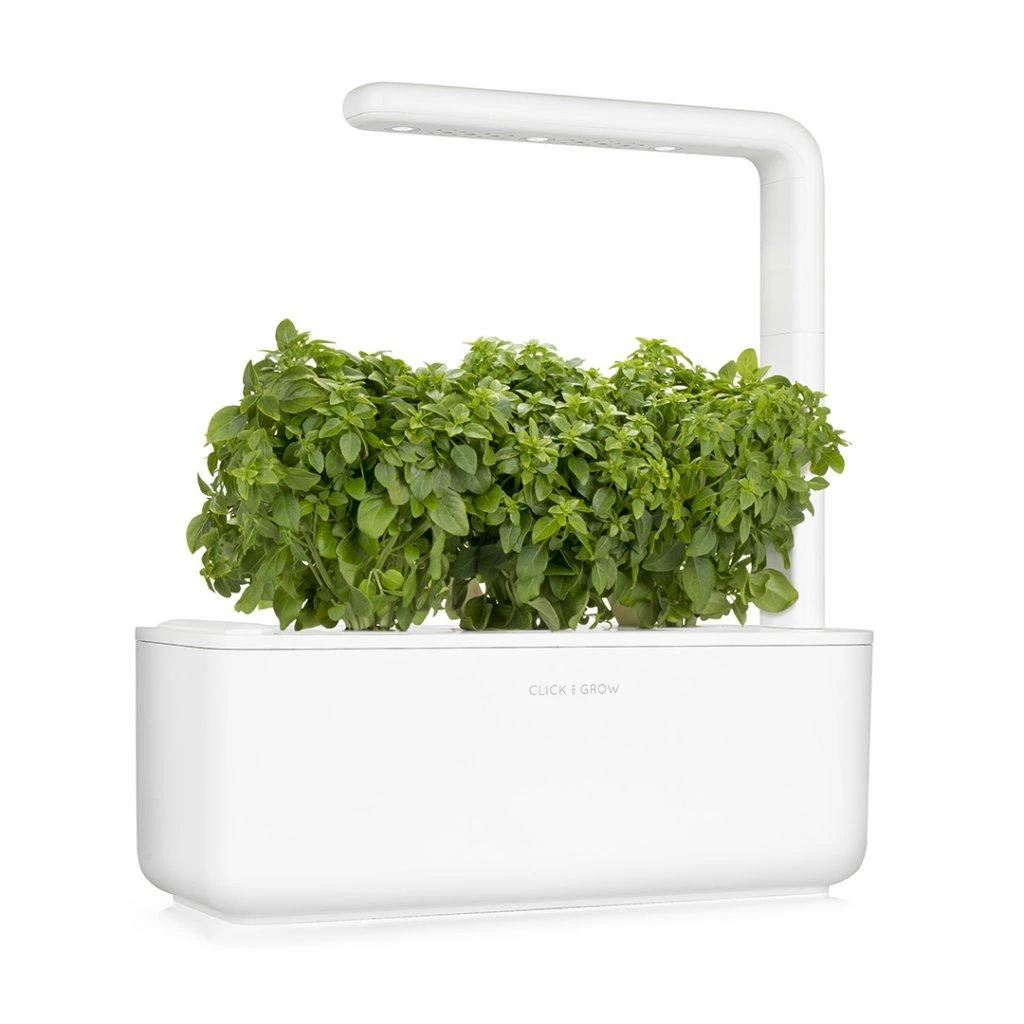 Click and Grow 3 vnt. papildymas - nykštukinio baziliko sėklos (Dwarf basil)
