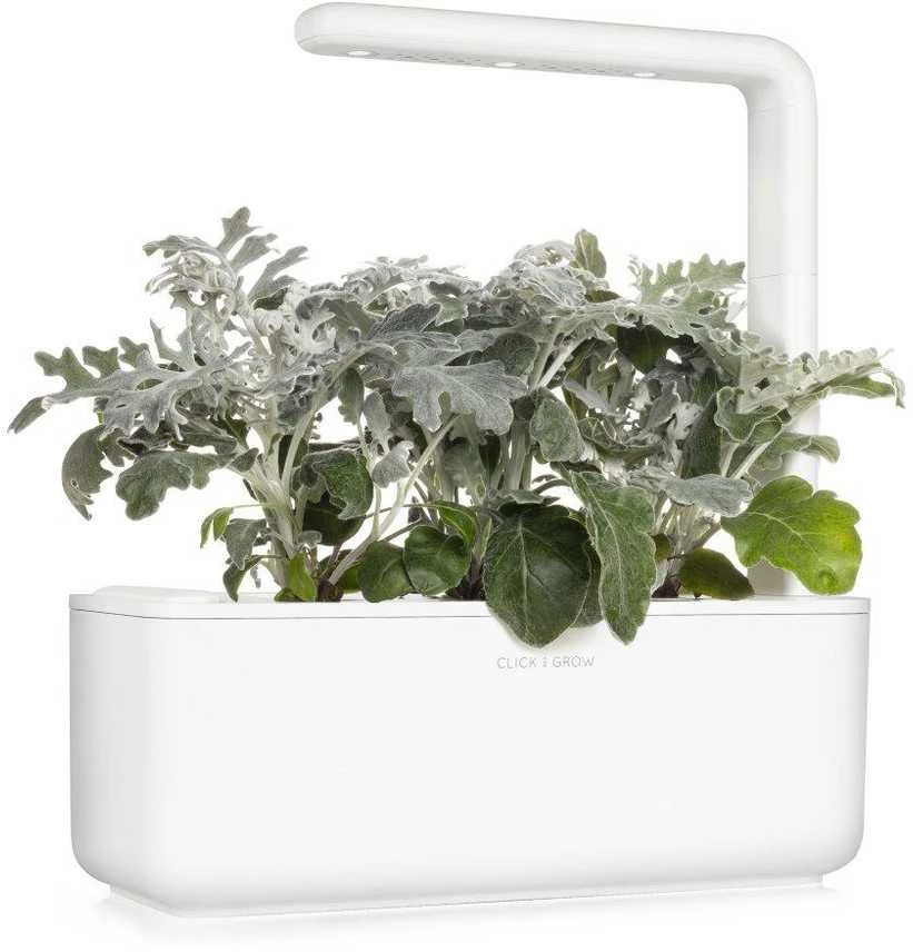 Click & Grow sėklos išmaniajam vazonui - Pilkšvalapė žilė (Dusty Miller), 3 vnt.