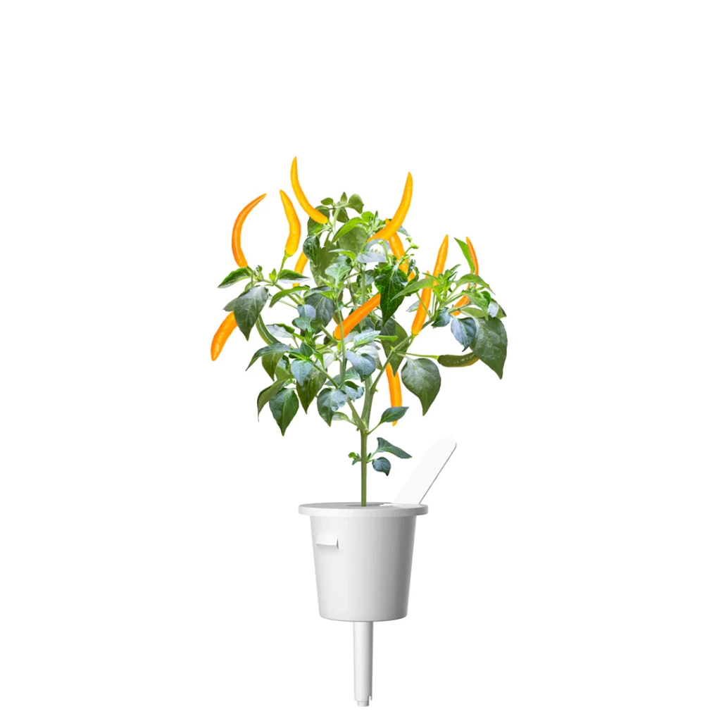 Click & Grow sėklos išmaniajam vazonui - Čili pipirai, 3vnt.