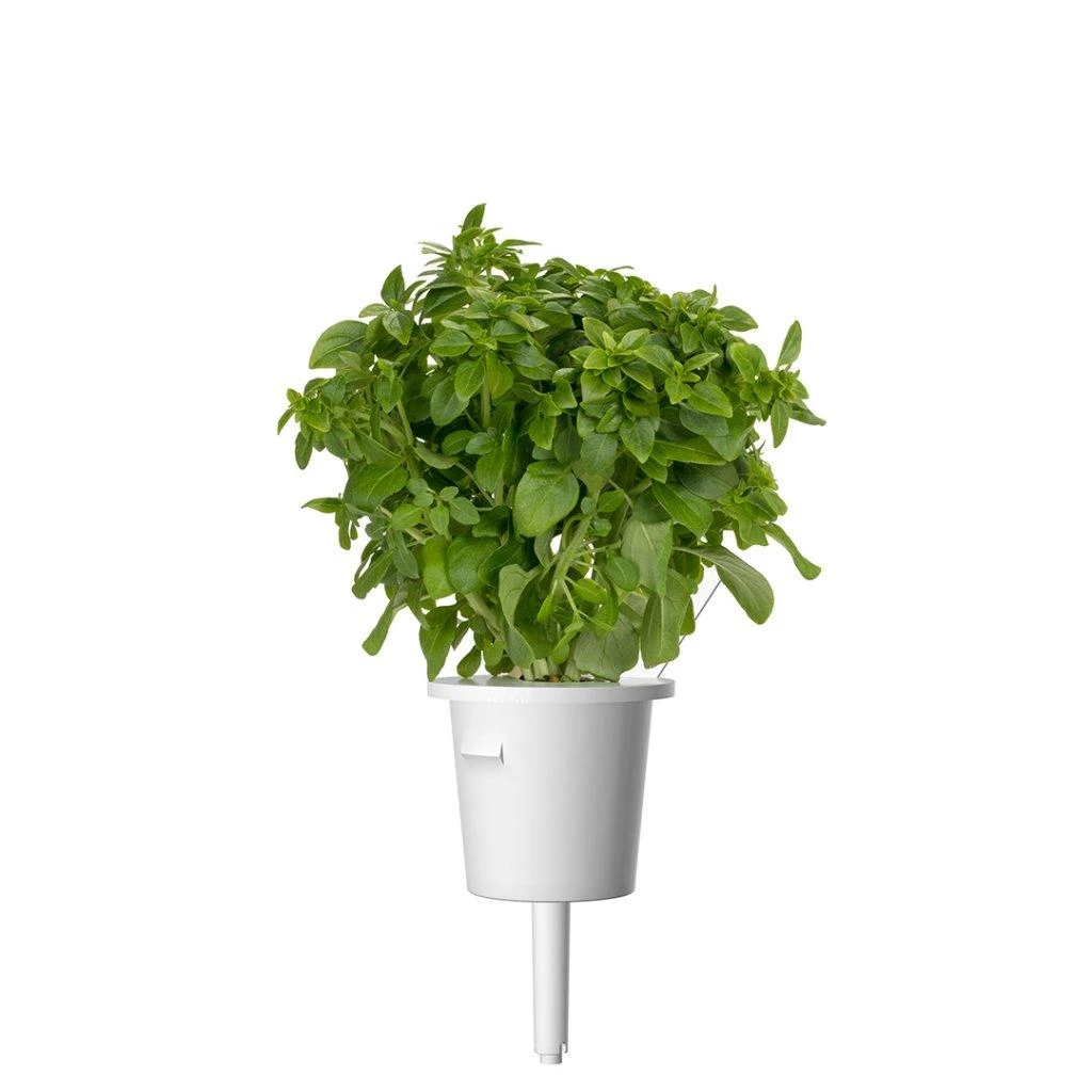 Click and Grow 3 vnt. papildymas - nykštukinio baziliko sėklos (Dwarf basil)