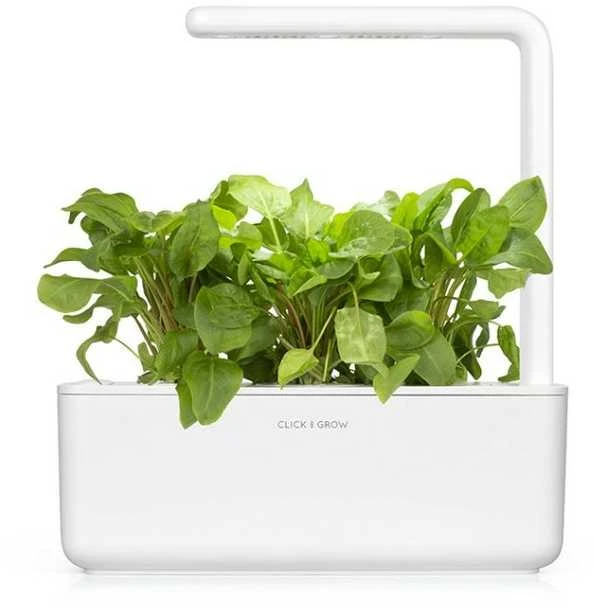 Click & Grow sėklos išmaniajam vazonui - Valgomoji rūgštynė (SGR55x3) 3vnt.