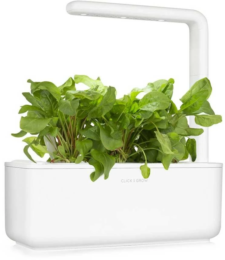 Click & Grow sėklos išmaniajam vazonui - Valgomoji rūgštynė (SGR55x3) 3vnt.